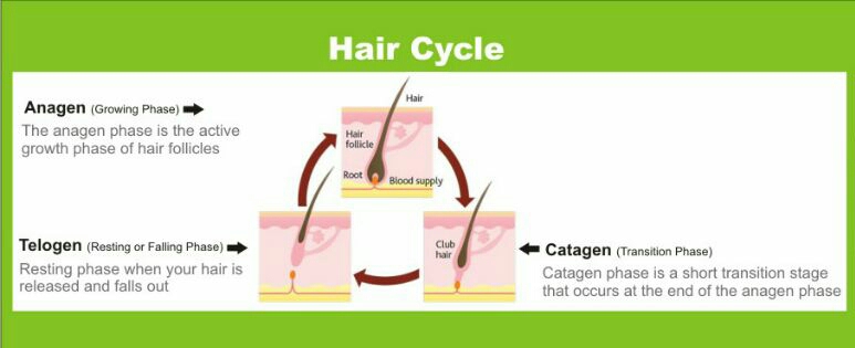 Hair Growth Cycle | Dr Aditis Advanced Homeopathy